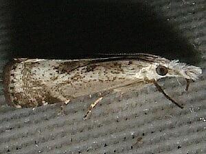 Microcrambus minor