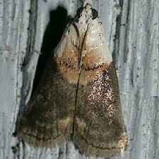 Acrobasis palliolella