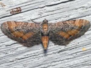 Eupithecia coloradensis