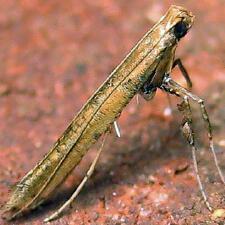 Caloptilia sassafrasella