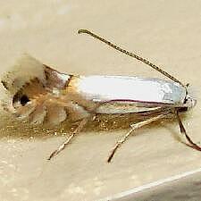 Phyllonorycter lucidicostella