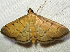 Herpetogramma theseusalis