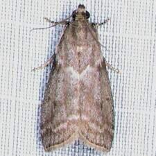 Oreana unicolorella