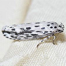 Ethmia confusella