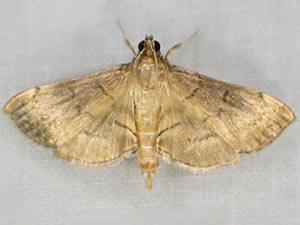 Salbia mizaralis