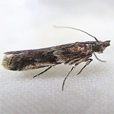 Ancylosis bonhoti