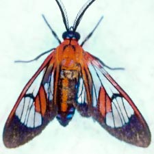 Cosmosoma achemon