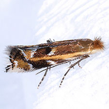 Bucculatrix polymniae