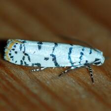 Ethmia delliella