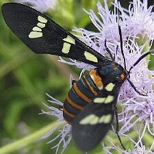 Syntomeida melanthus