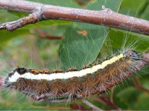 Acronicta quadrata