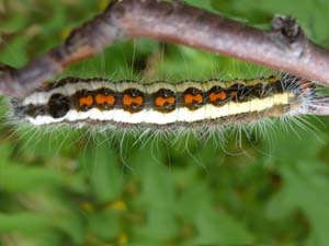 Acronicta quadrata