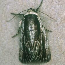 Sympistis badistriga