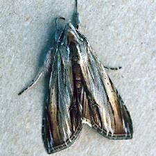 Cucullia convexipennis