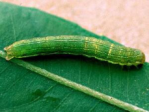 Sideridis rosea