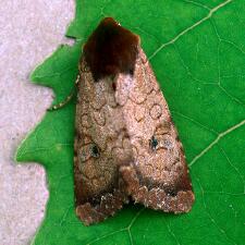 Sideridis rosea