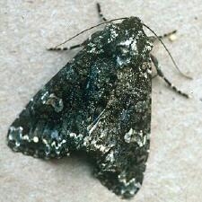 Melanchra adjuncta