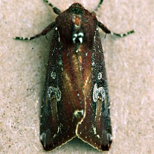 Melanchra picta