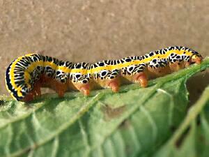 Melanchra picta