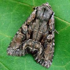 Lacanobia subjuncta