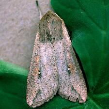 Mythimna unipuncta