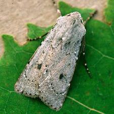 Agrotis vetusta