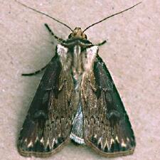 Agrotis volubilis