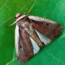 Ochropleura implecta