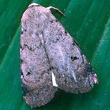 Anicla illapsa