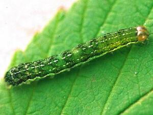 Anaplectoides prasina