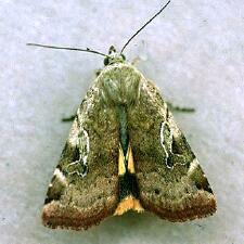 Cryptocala acadiensis