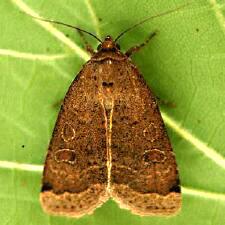 Abagrotis anchocelioides