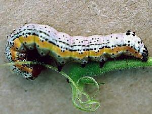 Pyrrhia cilisca