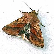 Pyrrhia exprimens