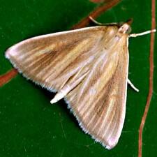 Nascia acutellus