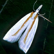 Crambus girardellus