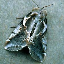 Habrosyne gloriosa