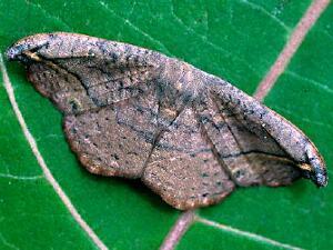 Oreta rosea