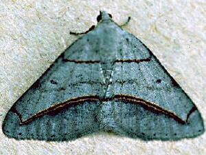 Digrammia mellistrigata