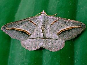 Digrammia mellistrigata