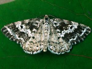 Eufidonia convergaria