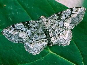 Hypagyrtis unipunctata
