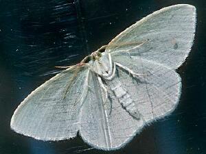 Nemoria mimosaria