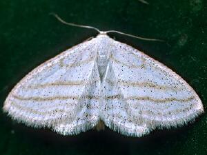 Scopula ancellata