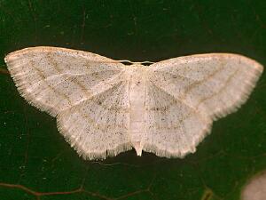 Scopula junctaria