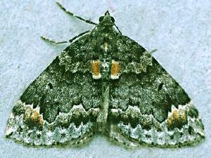 Dysstroma walkerata