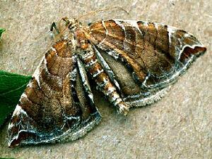 Eulithis molliculata