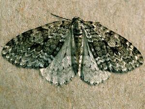 Epirrita autumnata
