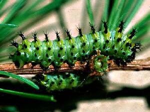 Hyalophora columbia