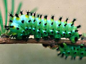 Hyalophora columbia